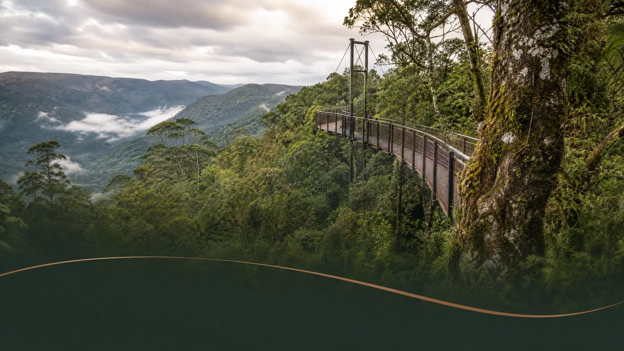Explora 160 kilómetros de senderos en una selva tropical de Gondwana declarada Patrimonio Mundial de la UNESCO. Camina a 16 metros sobre el suelo por la primera pasarela en el dosel de Australia.