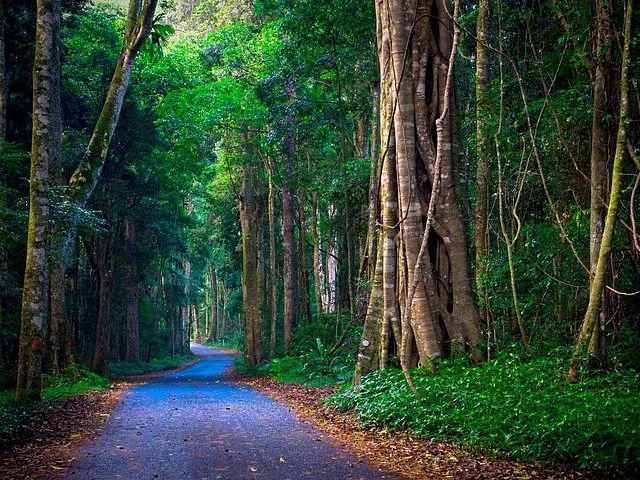 Una carretera pavimentada que serpentea entre un bosque denso y alto con grandes troncos de árboles