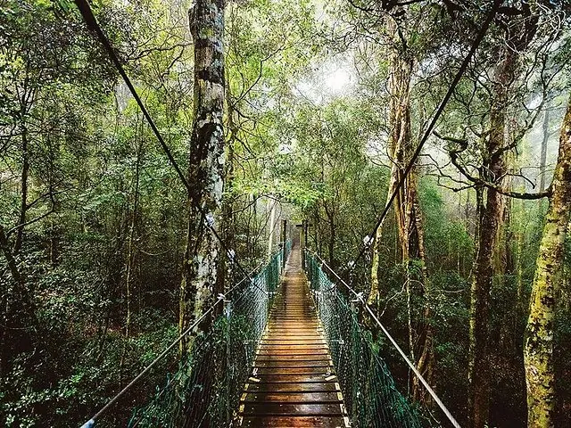 Un puente colgante de madera que se extiende a través de un denso bosque verde