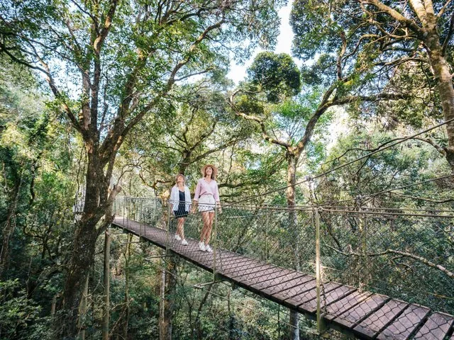 Dos mujeres caminando por un puente colgante a través de un frondoso dosel de bosque verde