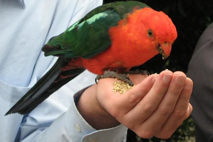 Un loro rey rojo y verde comiendo semillas de la mano de una persona