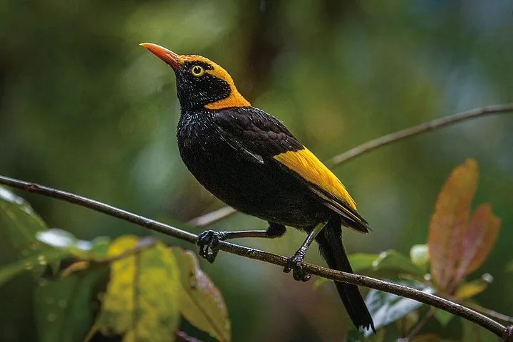 Un pájaro jardinero regente negro y amarillo posado en una rama delgada