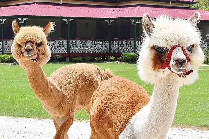 Dos alpacas de color marrón claro de pie sobre el césped frente a una casa