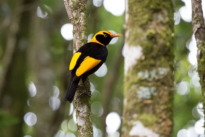 Un pájaro jardinero regente negro y amarillo posado en una rama de árbol